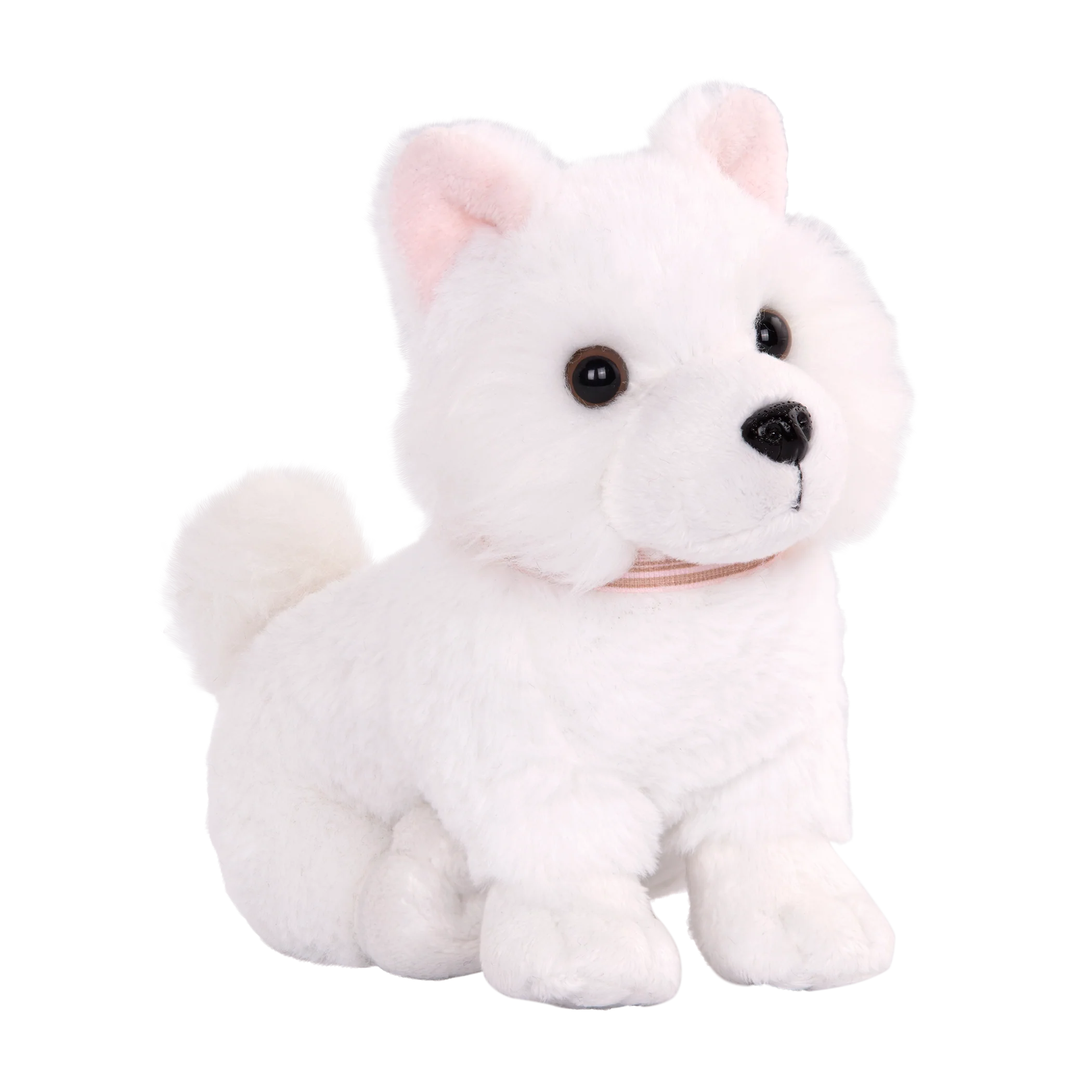 American Eskimo Pup - Image 3